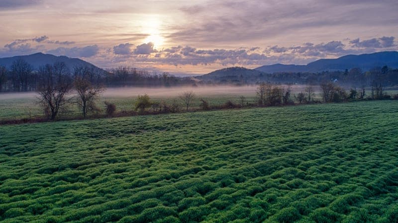 sausages, salami — pasture-raised beef producer in Swannanoa, North Carolina