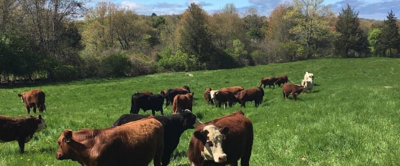 Seaview Farm — pasture-raised beef producer in Rockport, Massachusetts