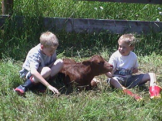 Selkirk Ranch — pasture-raised beef producer in Sandpoint, Idaho
