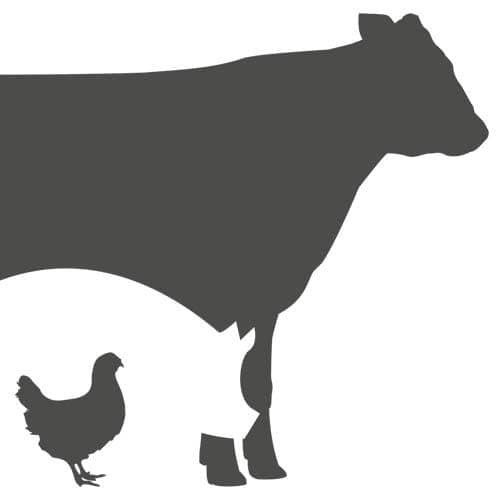 Seven Sons Farms — pasture-raised beef in Roanoke, IN