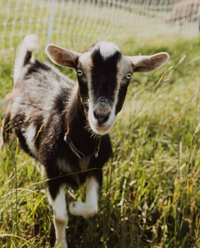 Shalom Farms — pasture-raised beef in Lincoln, NE