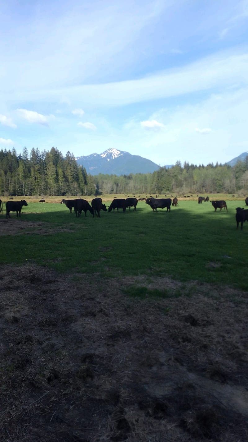 Skiyou Ranch — pasture-raised beef producer in Sedro Wooley, Washington