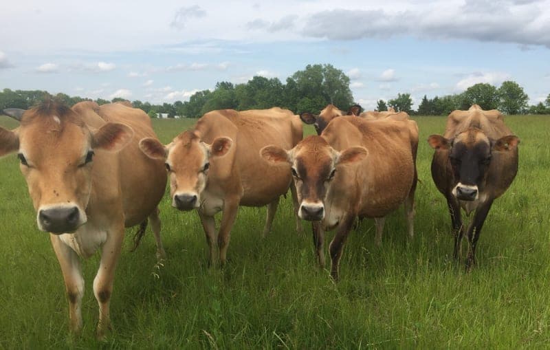 Skyview Farm and Creamery — pasture-raised beef in Pleasanton, KS