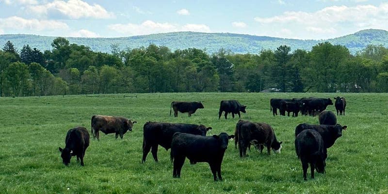 Smith Meadows Meats — pasture-raised beef producer in Berryville, Virginia