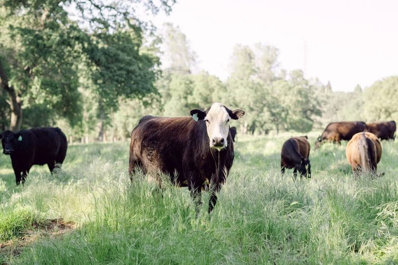 Sonny’s Farm — pasture-raised beef producer in Crestview, Florida