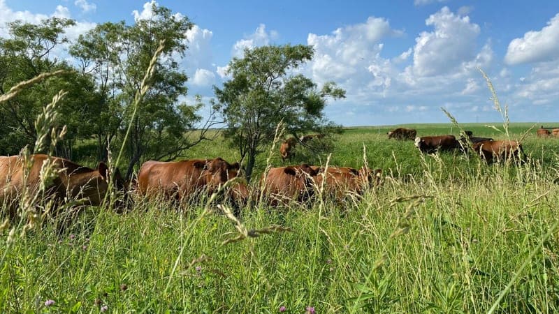 Sonrise Farms — pasture-raised beef producer in Penfield, Illinois