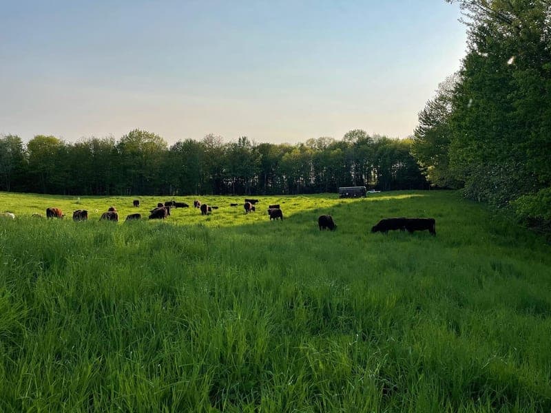 Sparkplug Farm — pasture-raised beef producer in Leeds, Maine