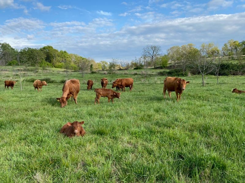 Spring Forest Farm — pasture-raised beef producer in Hulbert, Oklahoma