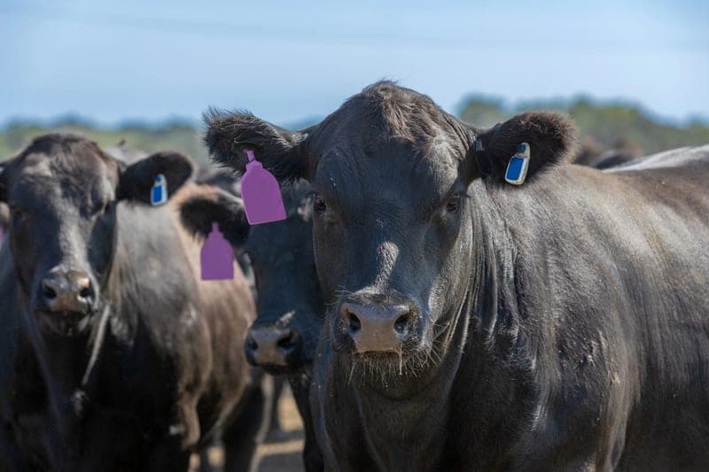 Stewart Farms Beef — pasture-raised beef producer in Stedman, North Carolina