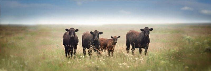 Sun Prairie Natural Beef — pasture-raised beef producer in Denver, Colorado