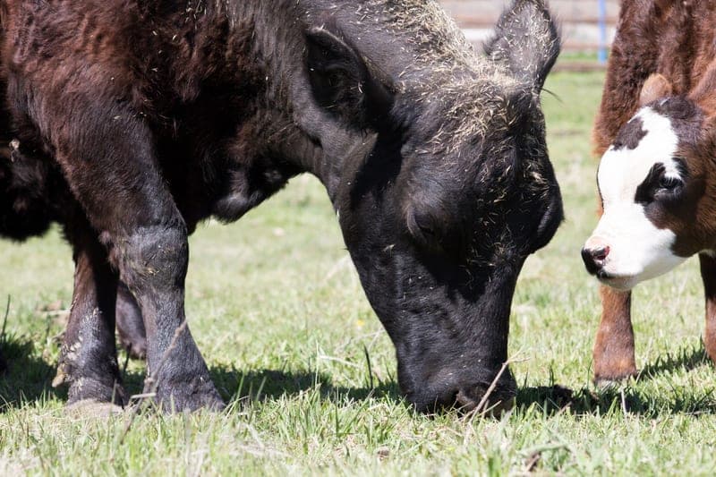 Sunshine Creek Farm — pasture-raised beef producer in Pullman, Washington