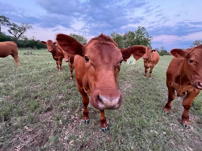 Sussex Farm and Ranch — pasture-raised beef producer in Comfort, Texas