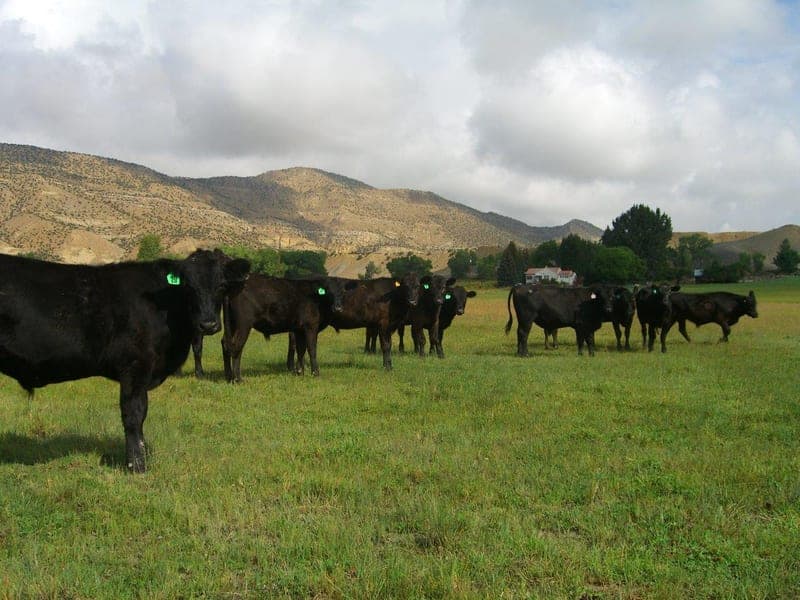 Taylor Made Beef — pasture-raised beef producer in Emery, Utah