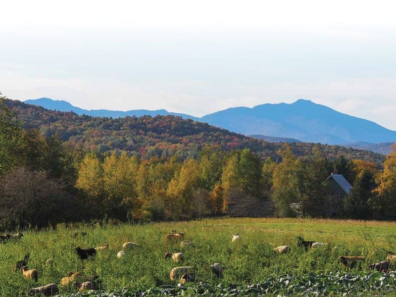 The Flack Family Farm — pasture-raised beef in Enosburg Falls, VT