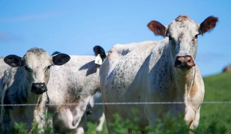 Together Farms — pasture-raised beef producer in Mondovi, Wisconsin