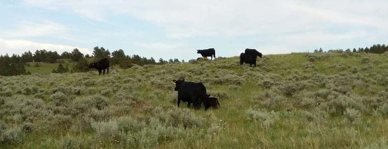 Touchstone Angus Beef — pasture-raised beef producer in Torrington, Wyoming