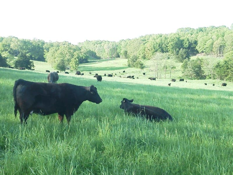 Walker Angus — pasture-raised beef producer in Ava, Missouri