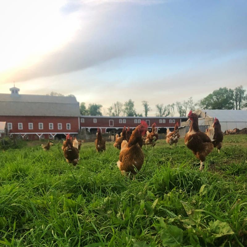 Walpole Valley Farms — pasture-raised beef producer in Walpole, New Hampshire