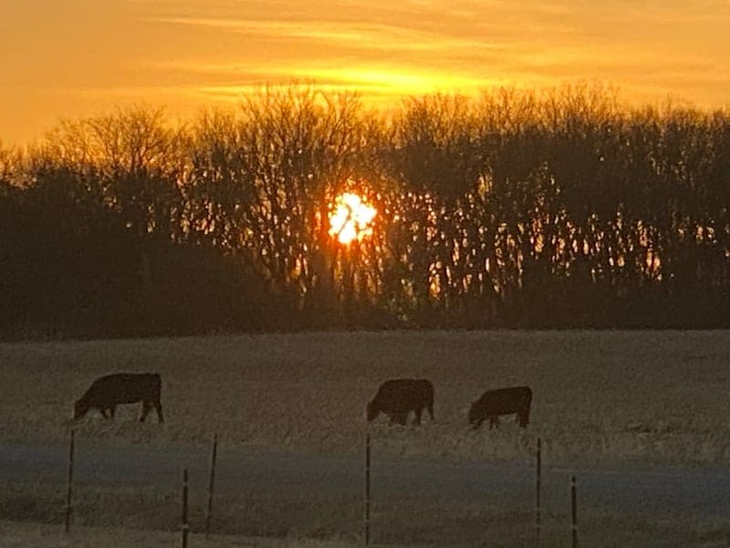 Wellman Wagyu — pasture-raised beef producer in Waverly, Nebraska