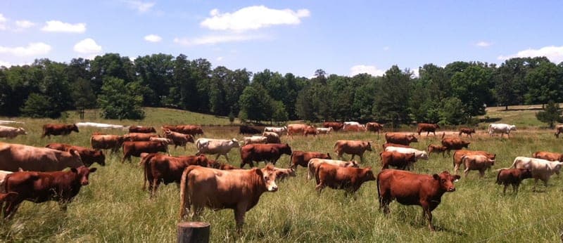 West Ridge Farms — pasture-raised beef producer in Little Mountain, South Carolina