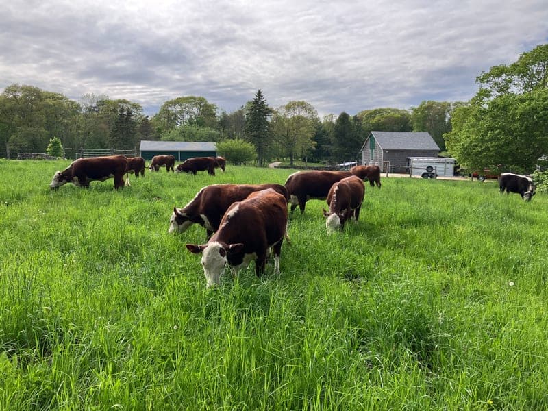 Wild Harmony Farm — pasture-raised beef producer in Exeter, Rhode Island
