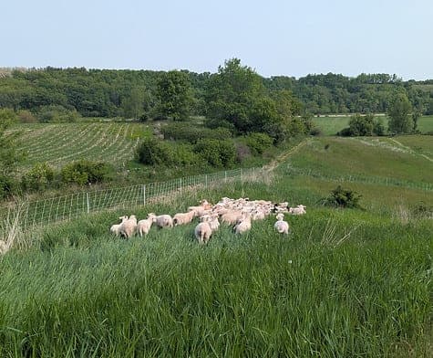 Wild Type Ranch — pasture-raised beef producer in Cameron, Texas