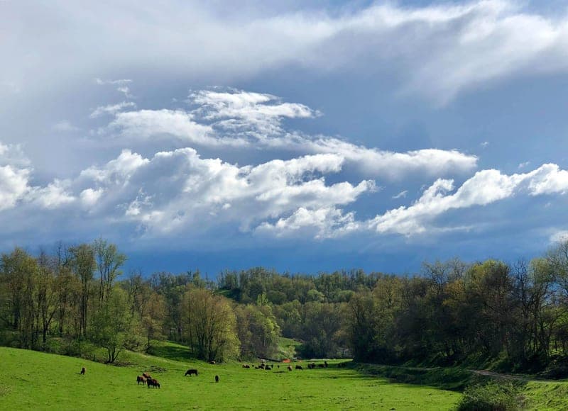Wilhelm Farms — pasture-raised beef producer in Triadelphia, West Virginia