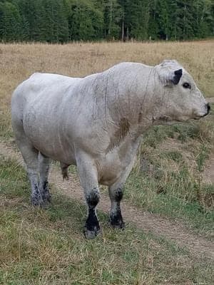 Wortley Ranch — pasture-raised beef producer in Raymond, Washington